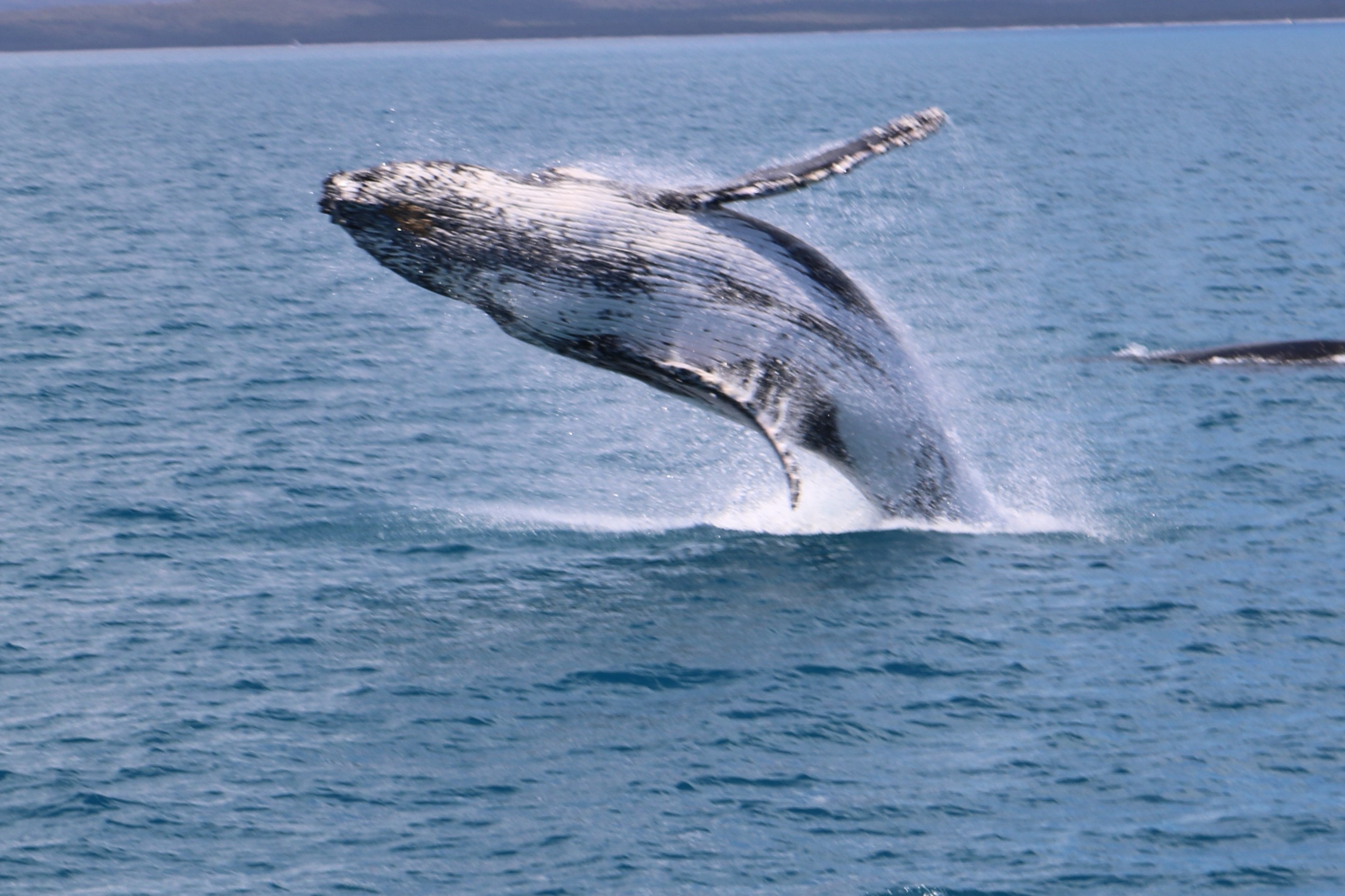 whale breaching.jpg